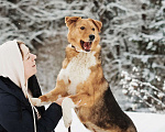 Собаки в Москве: Ее выбросили на холод Девочка, Бесплатно - фото 2