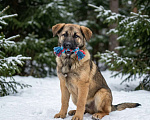 Собаки в Москве: щенок Ариша в добрые руки Девочка, Бесплатно - фото 9