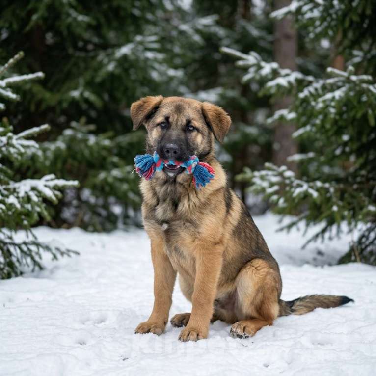 Собаки в Москве: щенок Ариша в добрые руки Девочка, Бесплатно - фото 9