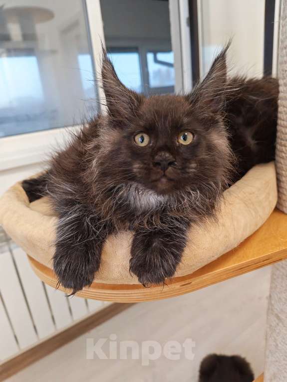 Кошки в Павловском Посаде: Мейн-кун мальчик 2 месяца Мальчик, 37 000 руб. - фото 4