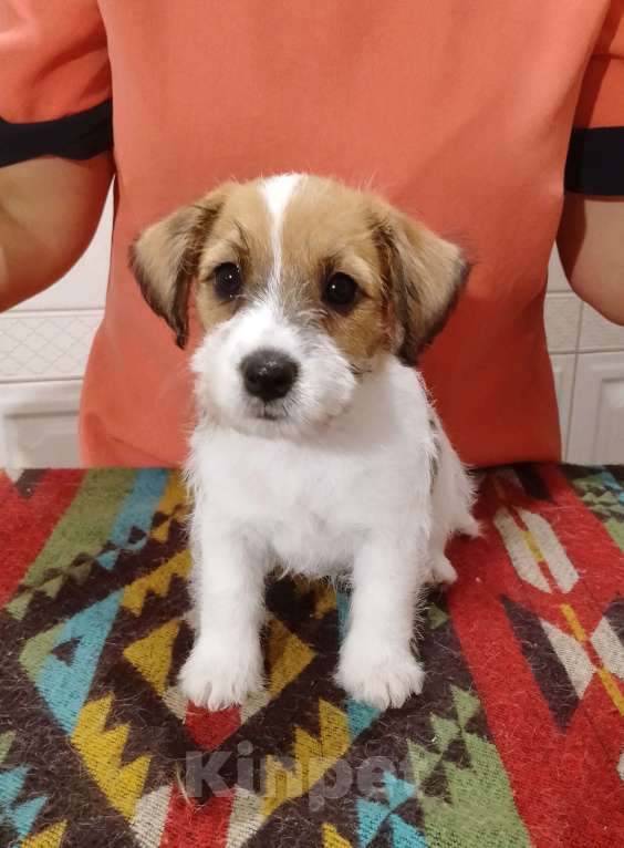 Собаки в Ставрополе: Высокопородные щенки Джек Рассел терьера  Мальчик, Бесплатно - фото 3