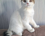 Кошки в Ярославле: Шотландский вислоухий короткошерстный малыш Мальчик, 25 000 руб. - фото 1