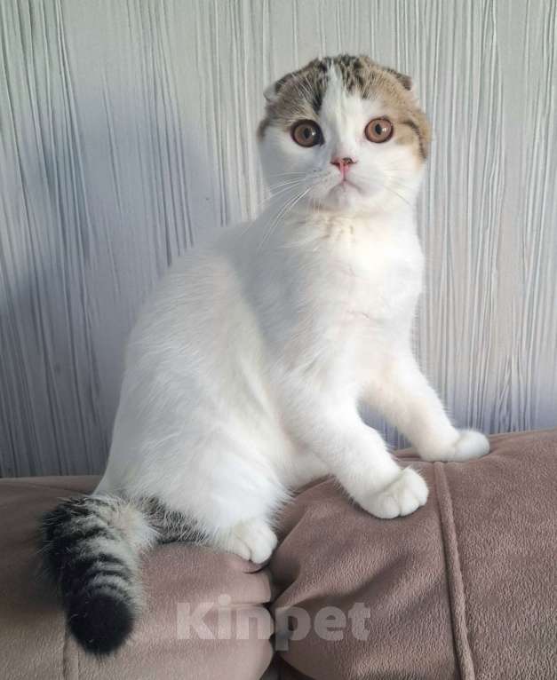 Кошки в Ярославле: Шотландский вислоухий короткошерстный малыш Мальчик, 25 000 руб. - фото 1