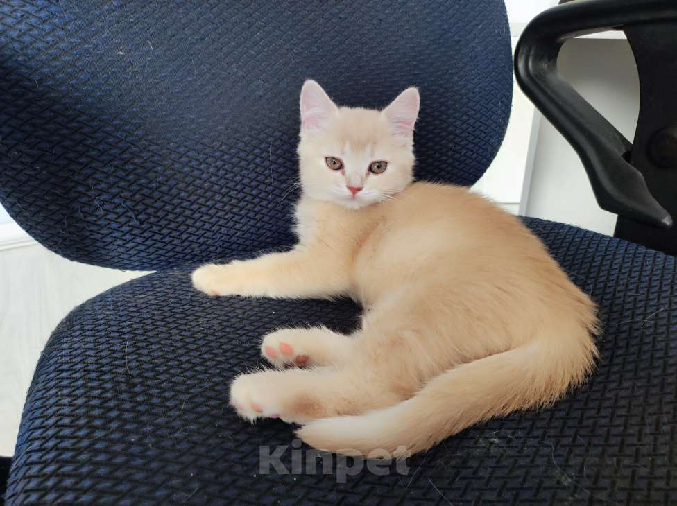 Кошки в Краснодаре: Нежно персиковая Девочка, 4 000 руб. - фото 4