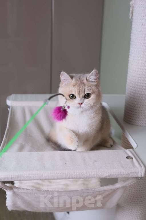 Кошки в Санкт-Петербурге: Британские котята Девочка, 80 000 руб. - фото 2