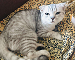 Кошки в Кингисеппе: Кот шотландский, 1 000 руб. - фото 2