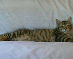 Кошки в Ливны: Сибирские котята, 25 000 руб. - фото 4