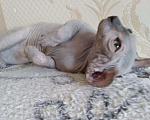 Кошки в Ливны: Котята Канадский сфинкс, 10 000 руб. - фото 5