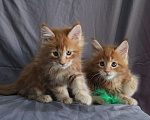 Кошки в Добрянке: Мейн кун, 40 000 руб. - фото 5