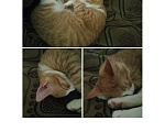 Кошки в Рязани: Рыже- белый альфа котик, 10 руб. - фото 2