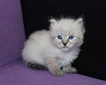 Кошки в Омске: Продаются Невские маскарадные и Сибирские котята Девочка, 35 000 руб. - фото 3