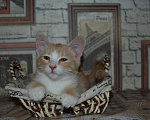 Кошки в Курске: рыжий котенок - счастье в дом Девочка, Бесплатно - фото 2