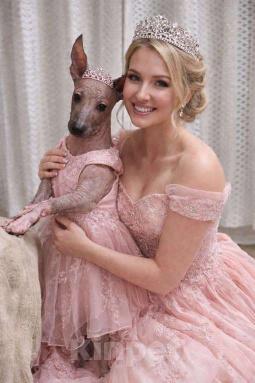 Собаки в Великом Новгороде: Девочки Ксолоитцкуинтли Стандарт  Девочка, 180 000 руб. - фото 5