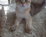 Кошки в Можайске: Котята Скоттиш фолд/страйт Мальчик, Бесплатно - фото 2