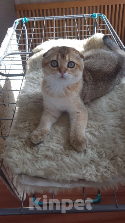 Кошки в Можайске: Котята Скоттиш фолд/страйт Мальчик, Бесплатно - фото 2
