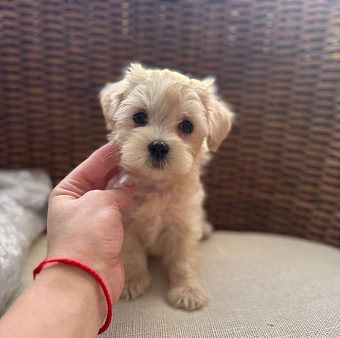 Щенок мальтипу ф1 мальчик