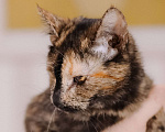 Кошки в Москве: Котенок в добрые руки Девочка, Бесплатно - фото 5