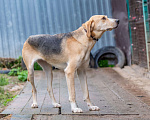 Собаки в Москве: Рафаэль Мальчик, Бесплатно - фото 2