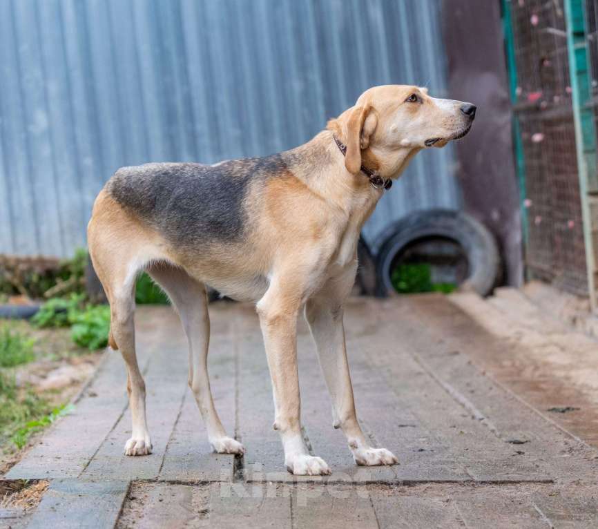 Собаки в Москве: Рафаэль Мальчик, Бесплатно - фото 2