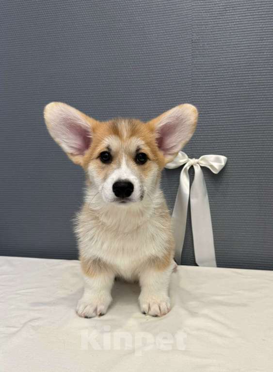 Собаки в Кургане: Щенок вельш корги пемброк, кобель Мальчик, 50 000 руб. - фото 1