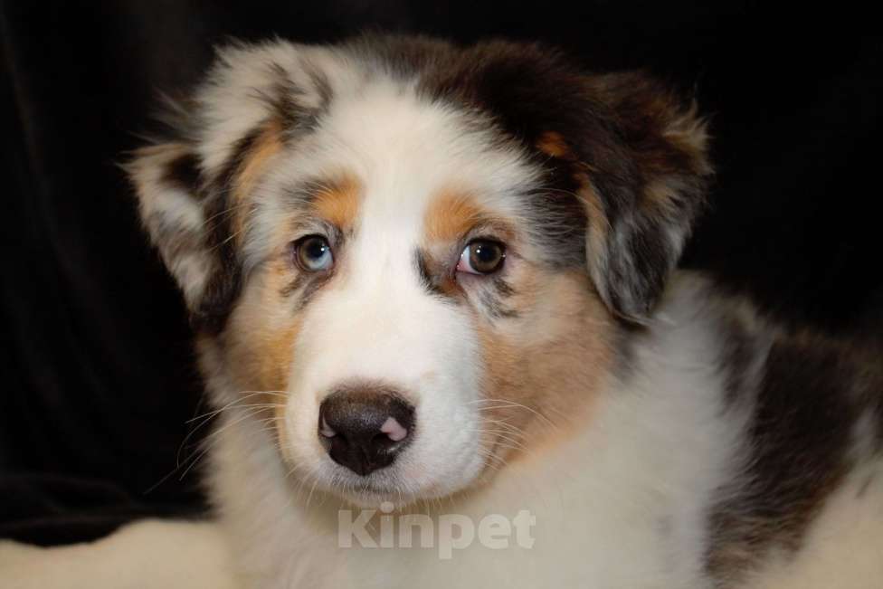 Собаки в других городах Московской области: Австралийская овчарка (аусси) Девочка, 70 000 руб. - фото 4