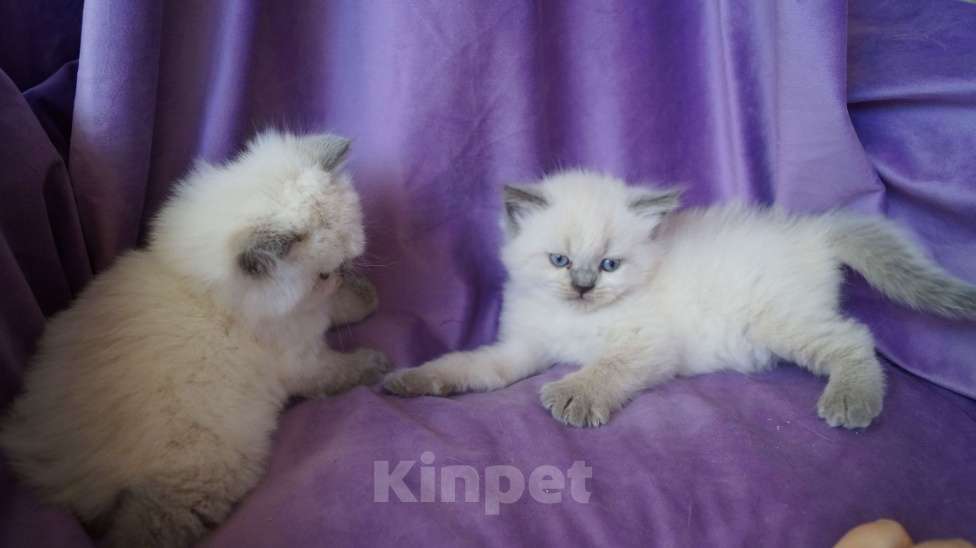 Кошки в Краснодаре: Невская маскарадная котенок очень пушистый Мальчик, 27 000 руб. - фото 5