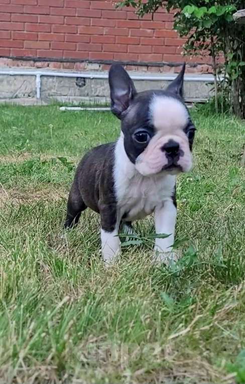 Собаки в Казани: Щенок бостон терьера Девочка, Бесплатно - фото 2