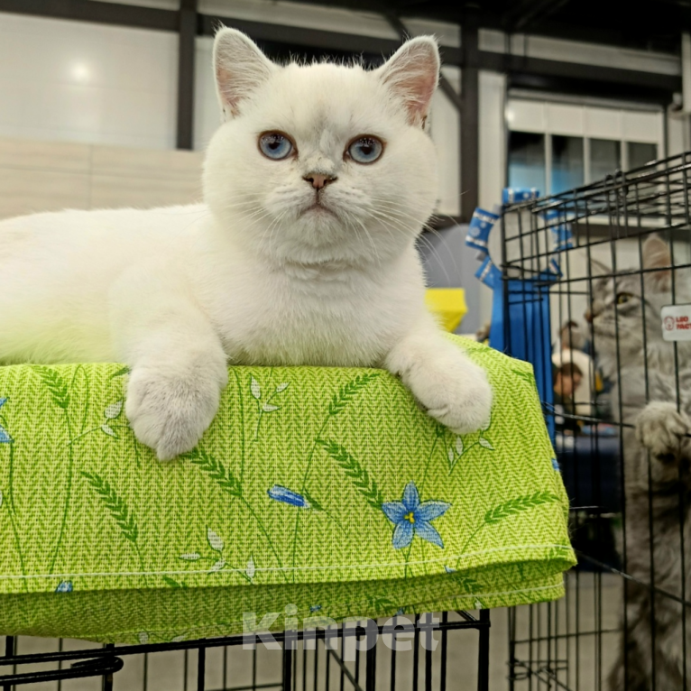 Кошки в Санкт-Петербурге: Британская шиншилла. Мальчик, 25 000 руб. - фото 2