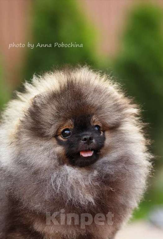 Собаки в Долгопрудном: Щенки померанского шпица  Мальчик, 95 000 руб. - фото 4