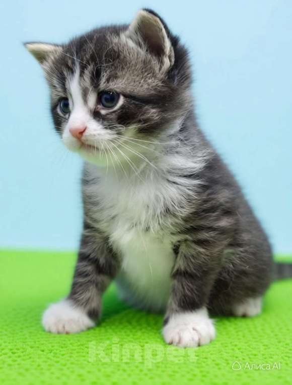 Кошки в Санкт-Петербурге: Котята-котики, 1 мес. Под юронь. Мальчик, Бесплатно - фото 2