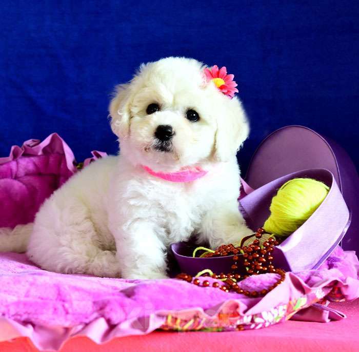 Собаки в Москве: Бишон фризе щенки Девочка, 130 000 руб. - фото 5