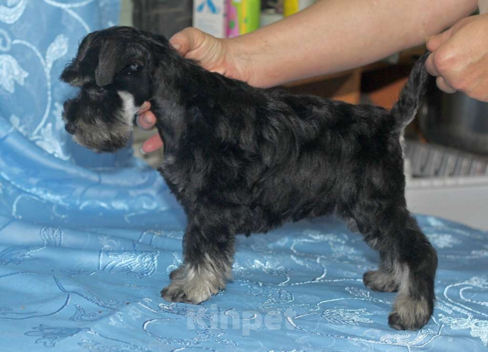 Собаки в Калуге: цвергшнауцер Девочка, 70 000 руб. - фото 2