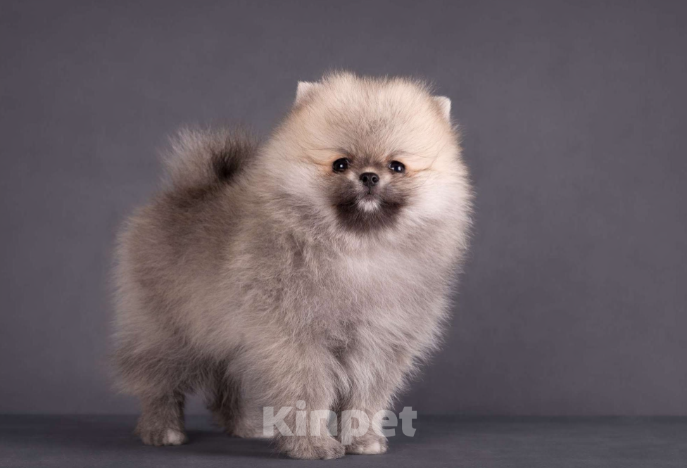 Собаки в Москве: Немецкий шпиц, померанский шпиц, щенок Девочка, 75 000 руб. - фото 4