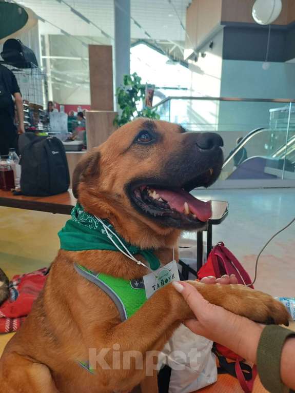 Собаки в других городах Московской области: Тайф - большой ребёнок  Мальчик, 1 руб. - фото 8