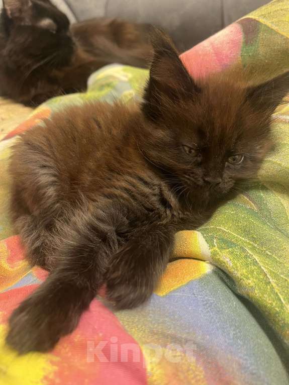 Кошки в Санкт-Петербурге: Бетти Девочка, Бесплатно - фото 3