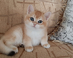 Кошки в Махачкале: Милый мальчик  Мальчик, 35 000 руб. - фото 7