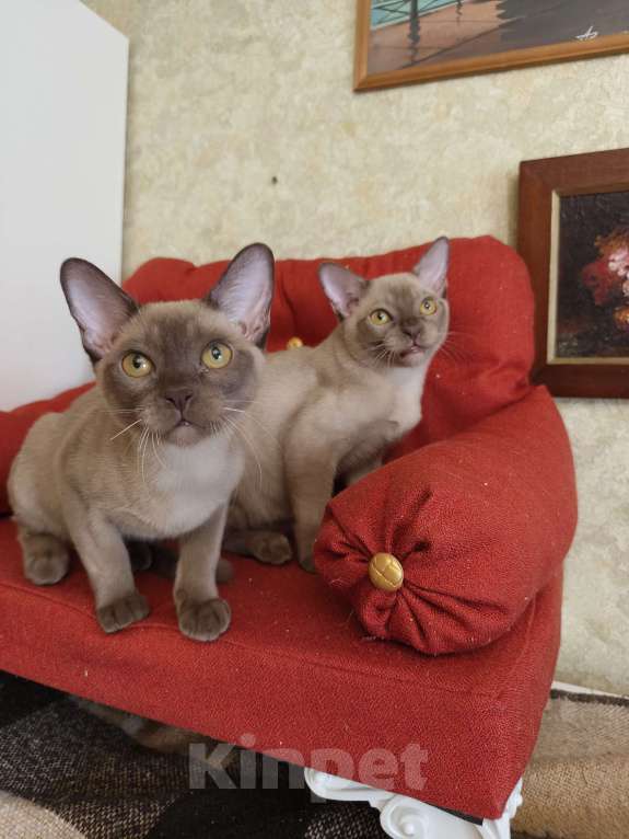 Кошки в Лыткарино: Котята бурма европейская Мальчик, 30 000 руб. - фото 5