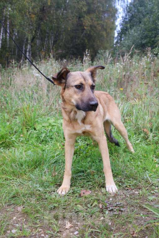 Собаки в Москве: Яся Девочка, Бесплатно - фото 16