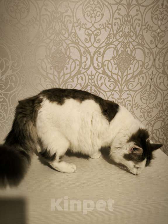 Кошки в Санкт-Петербурге: Два брата шикарнейшие добряки Мальчик, 100 руб. - фото 3