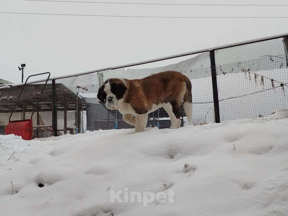 Собаки в Железногорске: Щенки сенбернара Девочка, 50 000 руб. - фото 4