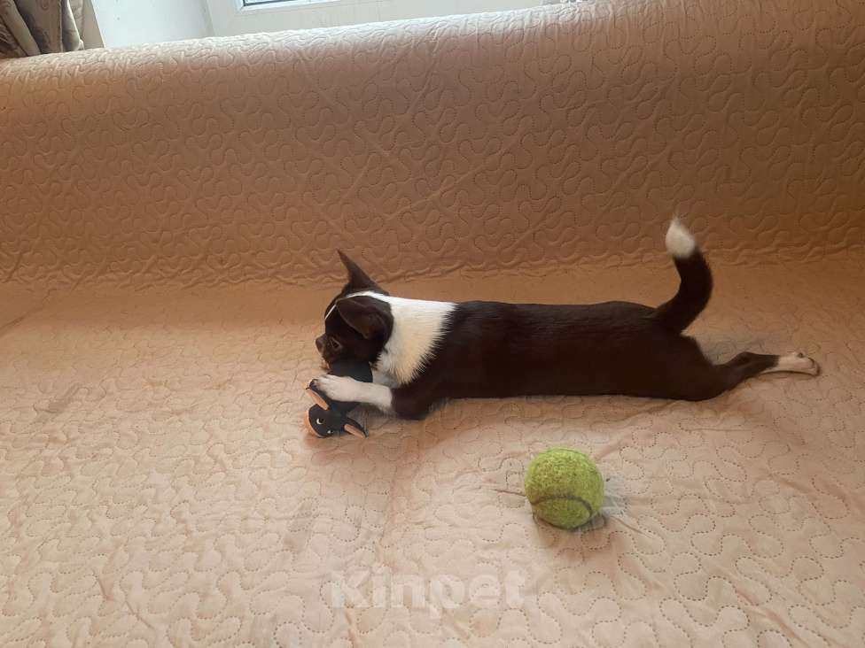 Собаки в Санкт-Петербурге: Питомник предлагает щенков чихуахуа Девочка, 80 000 руб. - фото 9