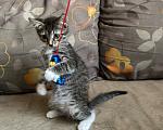 Кошки в Нижнем Новгороде: Котенок в добрые руки Девочка, Бесплатно - фото 2