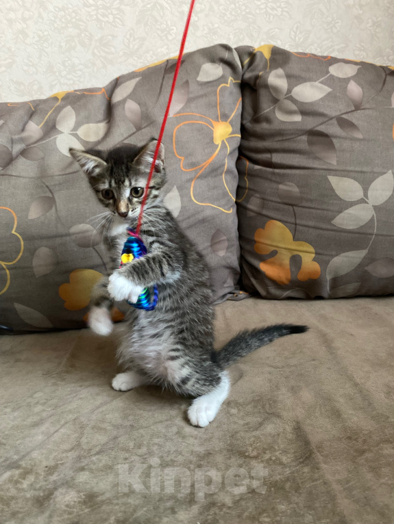 Кошки в Нижнем Новгороде: Котенок в добрые руки Девочка, Бесплатно - фото 2