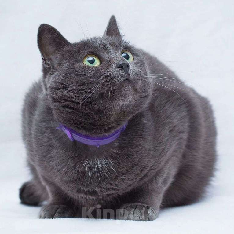 Кошки в Москве: Русская голубая кошечка  Девочка, Бесплатно - фото 4