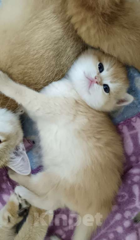 Кошки в Новосибирске: Британские котята золотая шиншилла  Мальчик, 25 000 руб. - фото 5