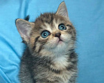 Кошки в Нижнем Новгороде: Разноглазая кошка  Девочка, 15 000 руб. - фото 4