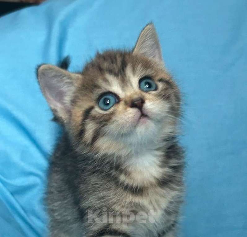 Кошки в Нижнем Новгороде: Разноглазая кошка  Девочка, 15 000 руб. - фото 4