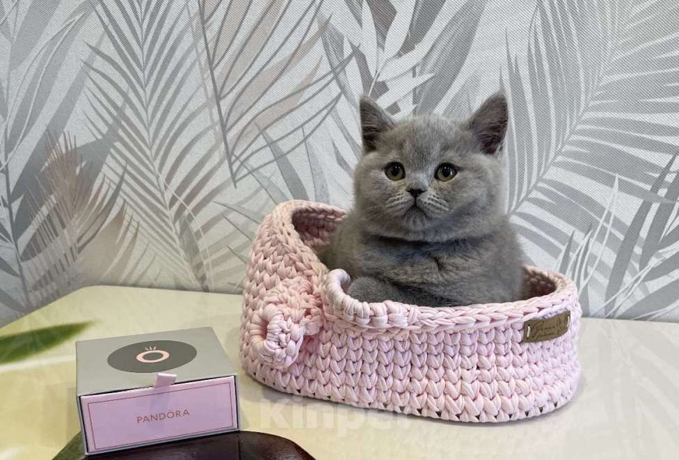 Кошки в Санкт-Петербурге: Британская девочка Девочка, 35 000 руб. - фото 2