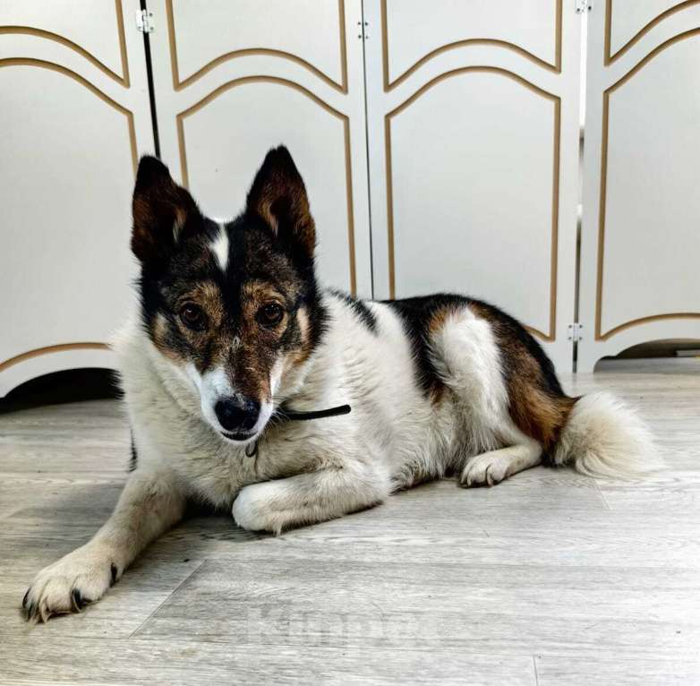 Собаки в Москве: Шарлотта в поисках дома и семьи Девочка, 1 руб. - фото 2