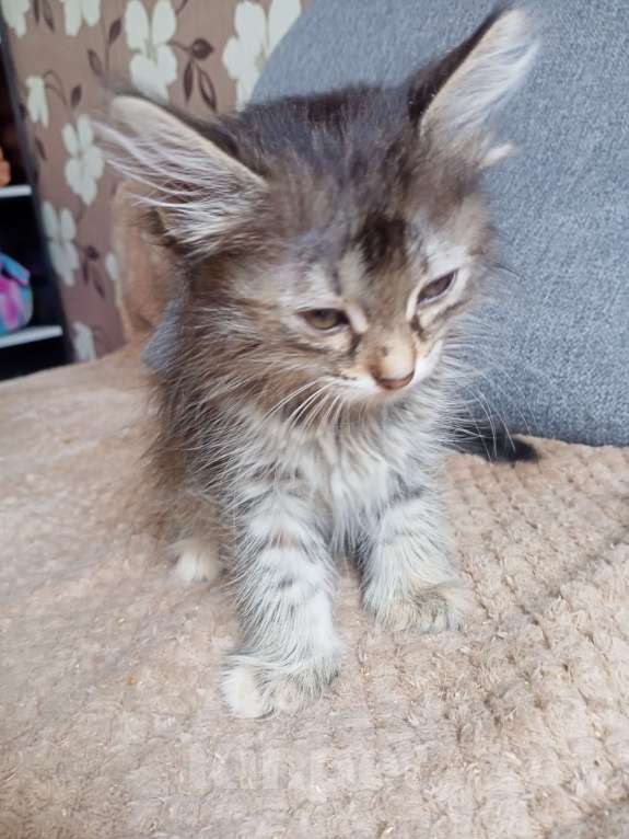 Кошки в Тольятти: Котята  Девочка, 1 руб. - фото 5